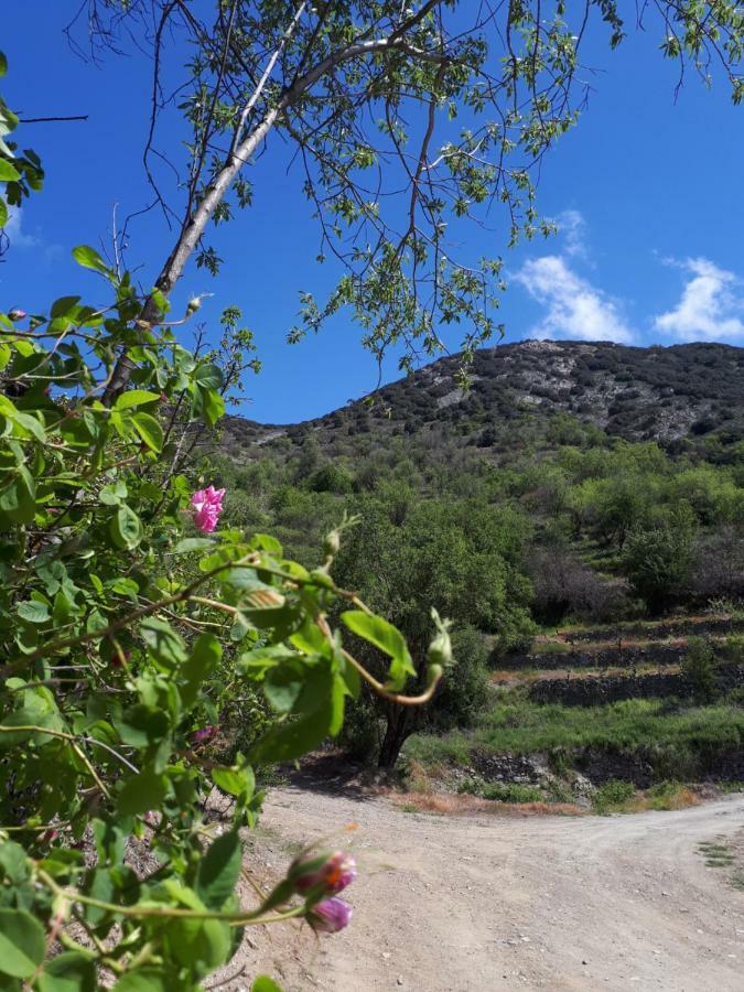 Villa Agrompelo House à Agros Extérieur photo